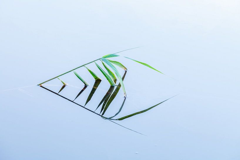 Wie ein Fisch im Wasser ... Gebogenes Rohrglanzgras von R Smallenbroek