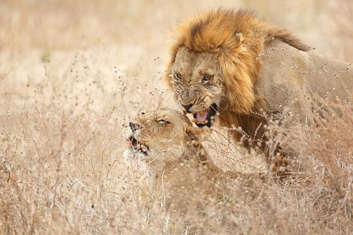 Lovely lion