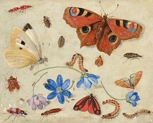 Schmetterlinge, Raupen, andere Insekten und Blumen, Jan van Kessel