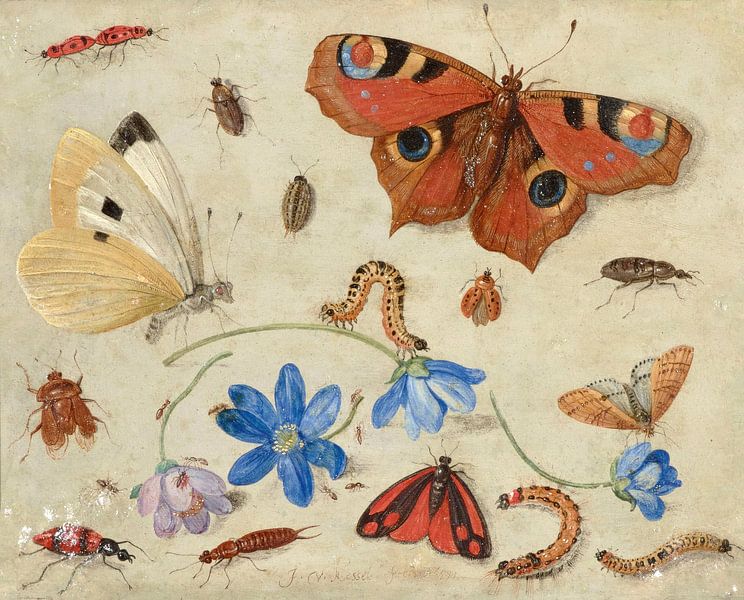 Butterflies, Caterpillars, Other Insects, and Flowers, Jan van Kessel by Masterful Masters