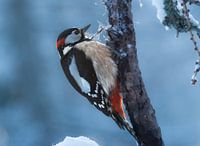Here knocks the woodpecker