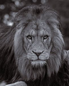 Afrikanischer Löwe (s/w.)