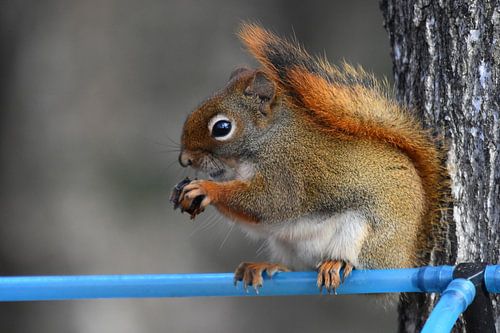 Een rood eekhoorn is in de esdoornboomgaard