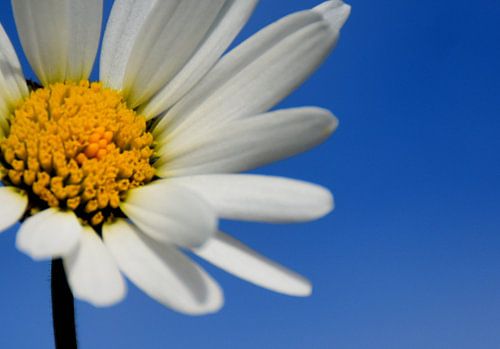 Une fleur marguerite sous un ciel bleu