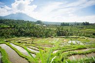 Rijstvelden van Jatiluwih Bali Indonesië van Esther esbes - kleurrijke reisfotografie thumbnail