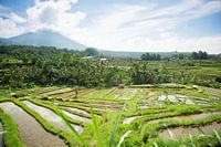 Reisfelder von Jatiluwih Bali Indonesien
