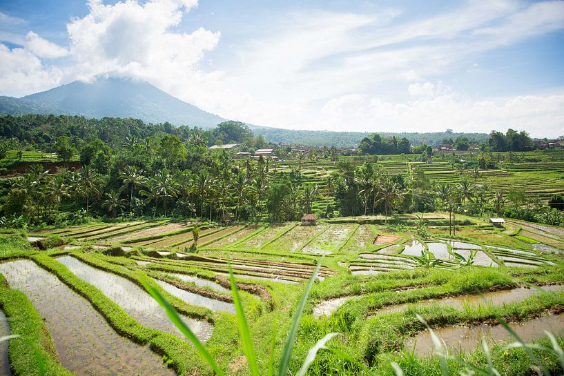 Rijstvelden van Jatiluwih Bali Indonesië van Esther esbes - kleurrijke reisfotografie
