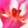 LP 71154510 Close up shot van een roze orchidee van BeeldigBeeld Food & Lifestyle