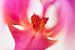 LP 71154510 Close up shot van een roze orchidee van BeeldigBeeld Food & Lifestyle