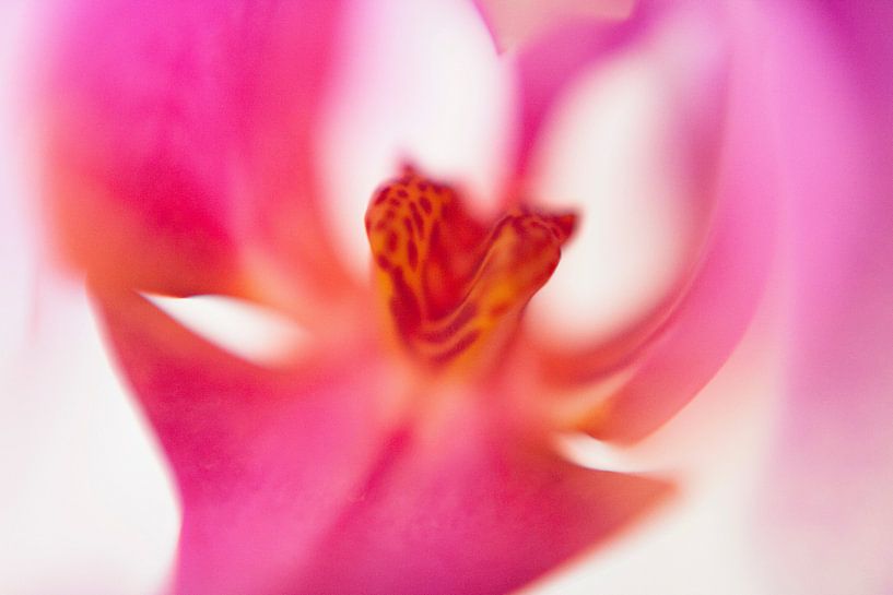 LP 71154510 Nahaufnahme einer rosa Orchidee von BeeldigBeeld Food & Lifestyle