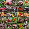 Mooie collage paddenstoelen met de kleuren rood paars en oranje van Jolanda Aalbers