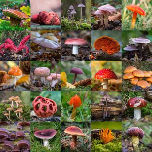Beautiful collage mushrooms with the colors red purple and orange