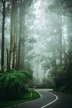 Weg door mistig bos in Australië. van Karel Pops