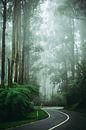 Straße durch nebligen Wald in Australien. von Karel Pops Miniaturansicht