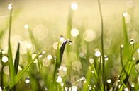 Rosée du matin sur l'herbe par Tanja Riedel Aperçu