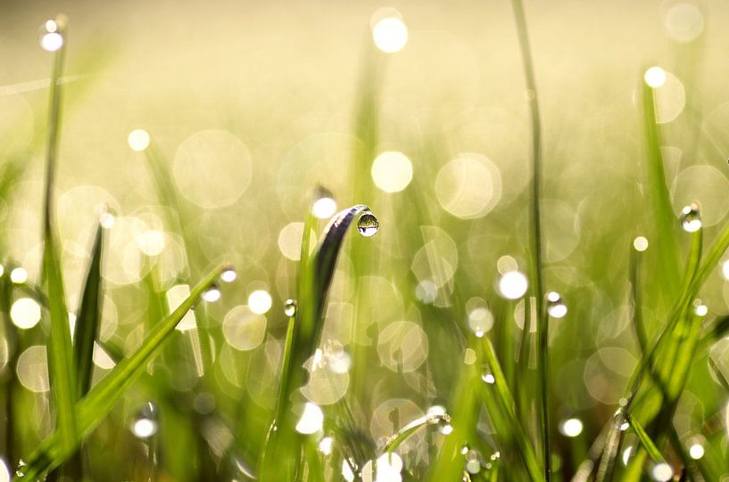 Naturfotografie Frisches Gras im Morgentau auf Leinwand