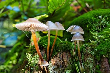 Zicht op paddenstoelen in een holle boom van Andreas Völkel