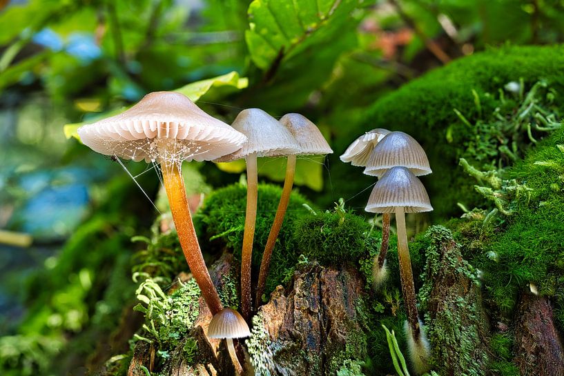 Vue de champignons dans un arbre creux par Andreas Völkel