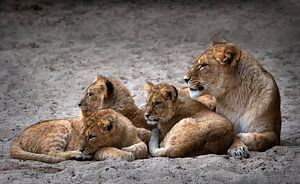 (Mother) Lioness with cubs by Chihong