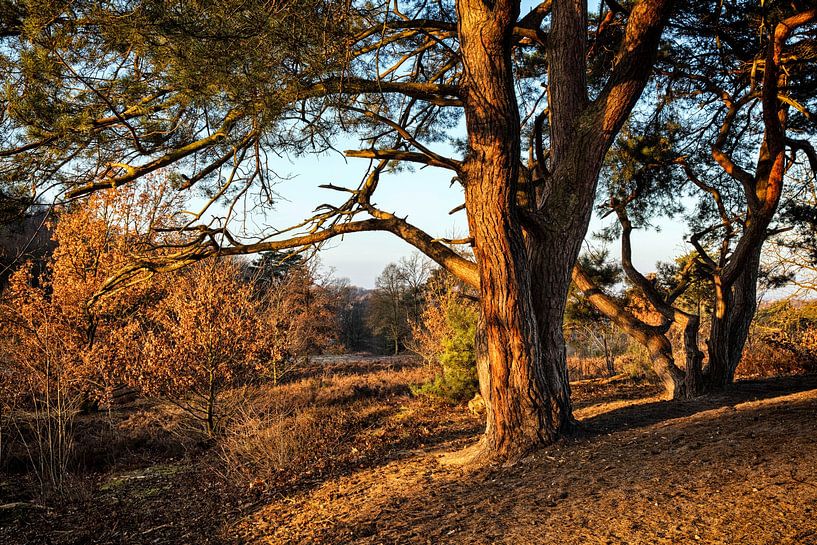 Sunrise Brunssummerheide by Rob Boon