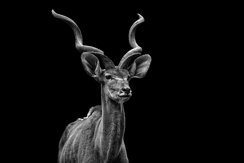 Antelope by Hermann Greiling