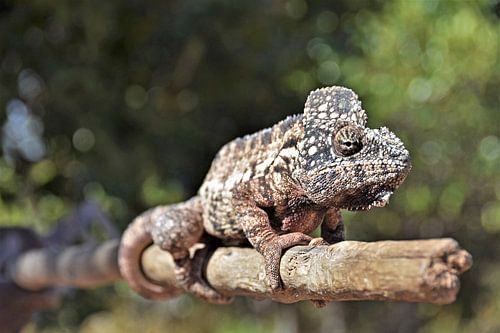 Kameleon in Madagascar