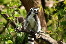 Lemuren in Madagaskar - Maki Catta