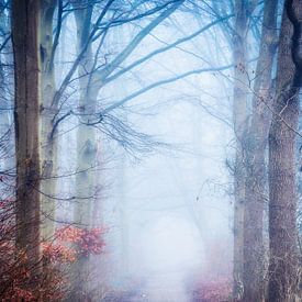 Early forest walk in autumn by Remco Piet