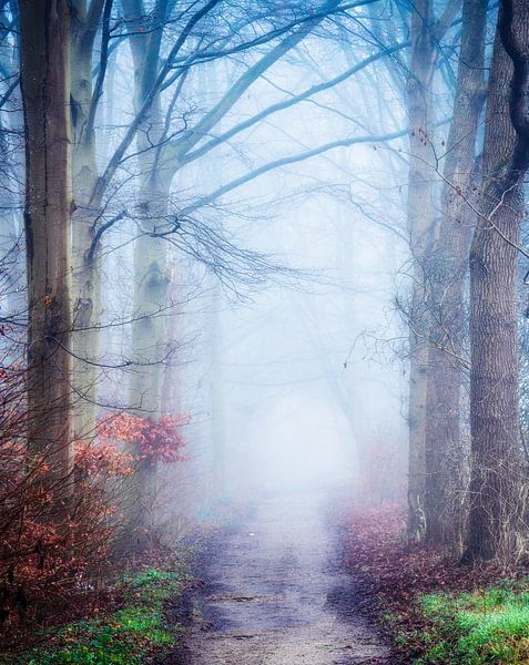 Promenade en forêt en automne par Remco Piet