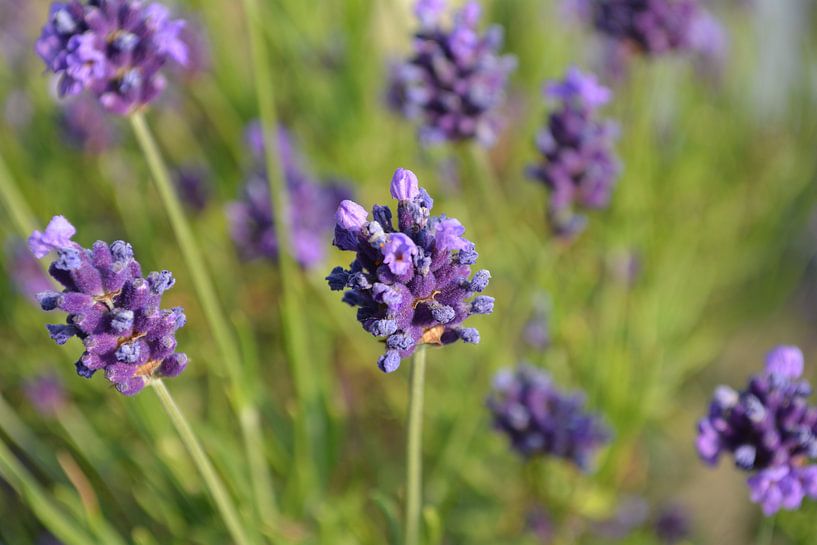 Franse Lavendel van Tim Jung