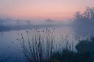 Polderlandschap "Riet in de mist" van Coen Weesjes thumbnail