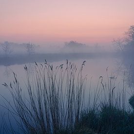 Dutch Landscape "Reed in the fog" by Coen Weesjes