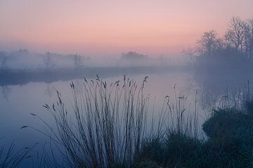 Niederländische Landschaft "Schilf im Nebel" von Coen Weesjes