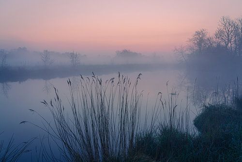 Dutch Landscape "Reed in the fog" by Coen Weesjes