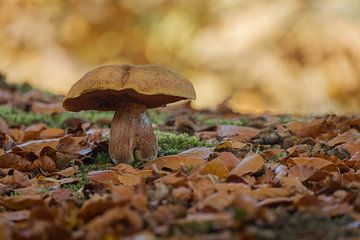 Paddenstoel: eekhoorntjesbrood groeit tussen bladeren van Moetwil en van Dijk - Fotografie