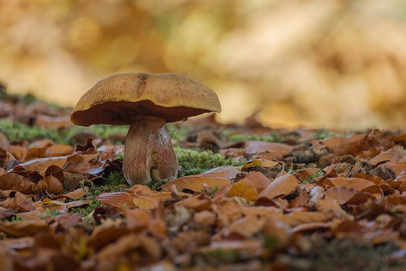 Paddenstoel: eekhoorntjesbrood groeit tussen bladeren van Moetwil en van Dijk - Fotografie