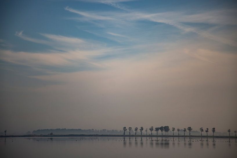Mirroring row of trees by Anne Terpstra