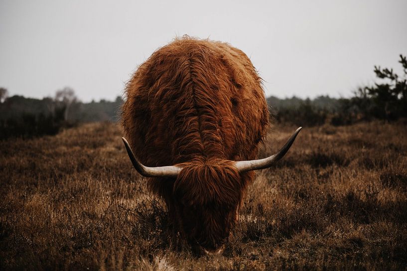 Schottischer Highlander in der Westerheide von Sven Goedhart