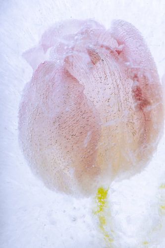 Tulpe in kristallklarem Eis 2