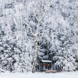 Wanderrastplatz unter verschneiten Birken im Erzgebirge von Daniela Beyer