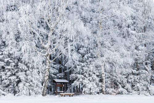 Hiking rest area under snow-covered birch trees in the Ore Mountains
