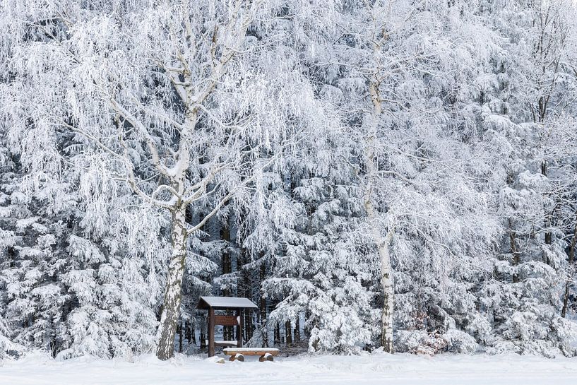 Hiking rest area under snow-covered birch trees in the Ore Mountains by Daniela Beyer