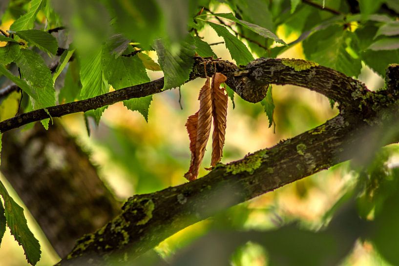 HERFSTSFEER IN HET ZONLICHT van Photoart-Naegele