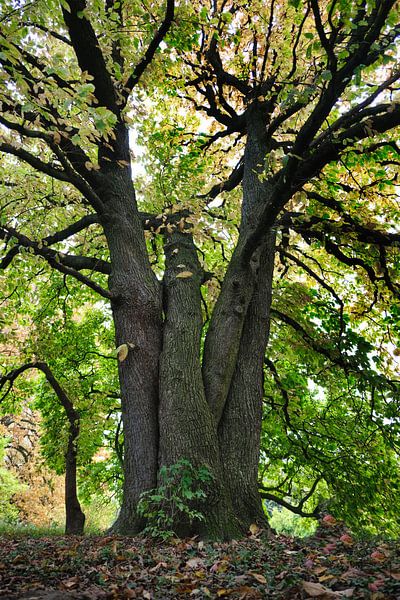 Der Baum in all seinen eigenen freien Formen von Rudi Everaert