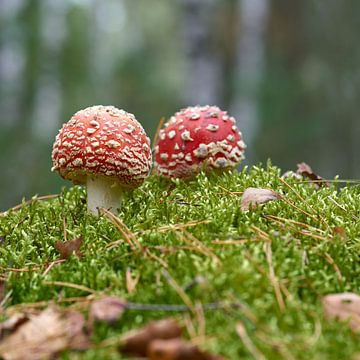 Toadstools in the forest by Heiko Kueverling