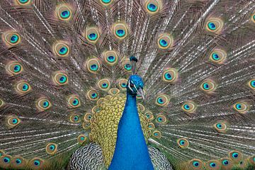 Peacock by Jerry Bouwmeester