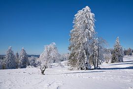Kahler Asten, Sauerland, Germany by Alexander Ludwig