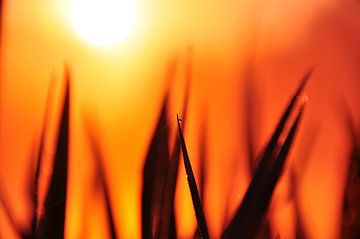 Grass in the rising sun
