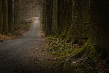 De weg door het bos geleid door de bomen. van Robby's fotografie