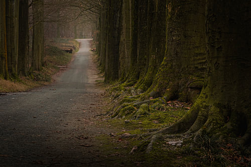 De weg door het bos geleid door de bomen.